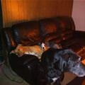 funny dog 4