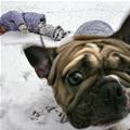 funny dog 1