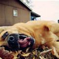 funny dog 2