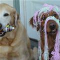 funny dog 2