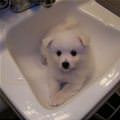 funny dog 4