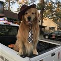 funny dog 4