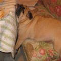 funny dog 4