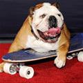 funny dog 4