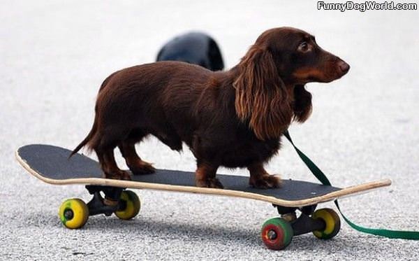 Skateboarder Dog