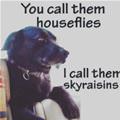 funny dog 2
