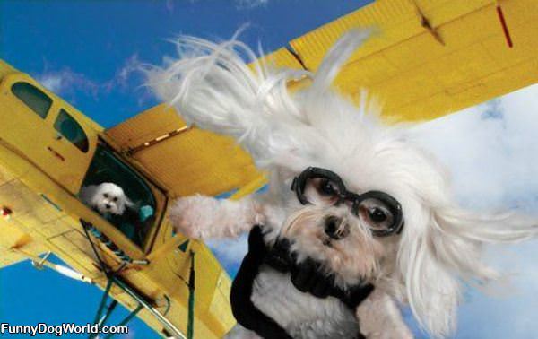 Skydiver Dogs