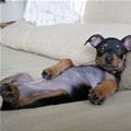 funny dog 2