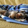 funny dog 5