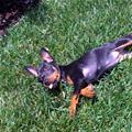 funny dog 4