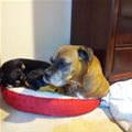 funny dog 1