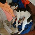 funny dog 3