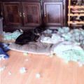 funny dog 2