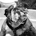 funny dog 3