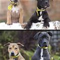 funny dog 5