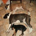 funny dog 5