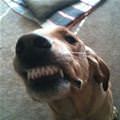 funny dog 5