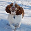 funny dog 4