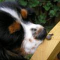 funny dog 3