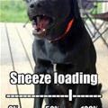 funny dog 4