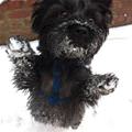 funny dog 2
