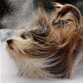funny dog 3