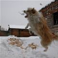 funny dog 2