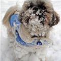 funny dog 5