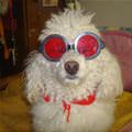 funny dog 2