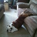 funny dog 3