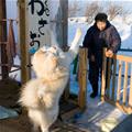 funny dog 1