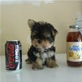 funny dog 3