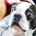 funny dog 2