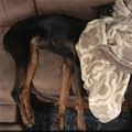 funny dog 2
