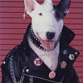 funny dog 5