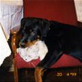 funny dog 5