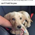 funny dog 5