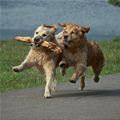 funny dog 4