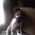 funny dog 2