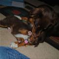 funny dog 2