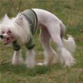 funny dog 3
