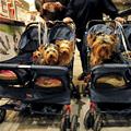 funny dog 4