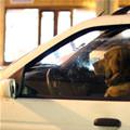 funny dog 5