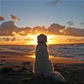funny dog 3