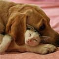 funny dog 4