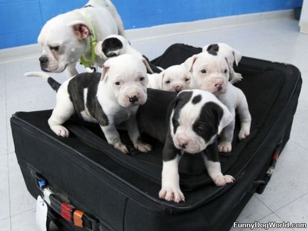 Suitcase Puppies