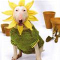 funny dog 5