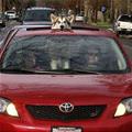 funny dog 4