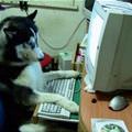 funny dog 4