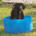 funny dog 4
